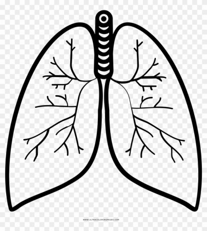 Nice Inspiration Ideas Lungs Coloring Page Lung Ultra, HD Png Download -  1000x1000 (#1409421) - PinPng