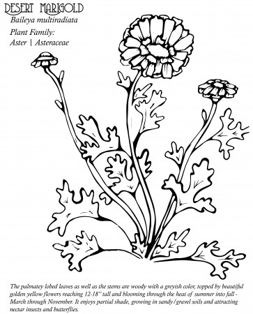 Native Plant Coloring Book – Native Plant Society of New Mexico