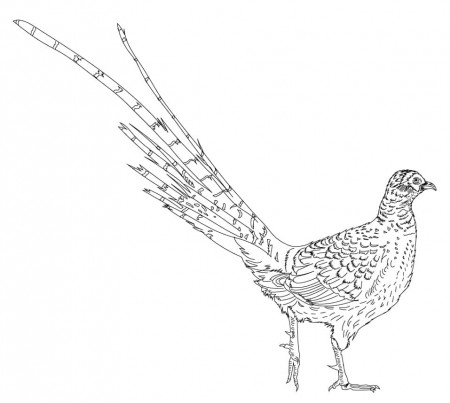 Mikado Pheasant Coloring Page - Free Printable Coloring Pages for Kids