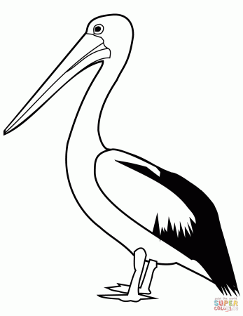 Pelican coloring page | Free Printable Coloring Pages