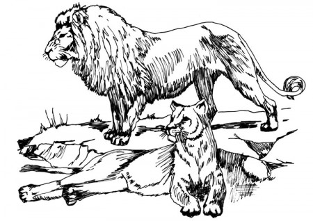 Coloring Page lion and lioness - free printable coloring pages - Img 16633