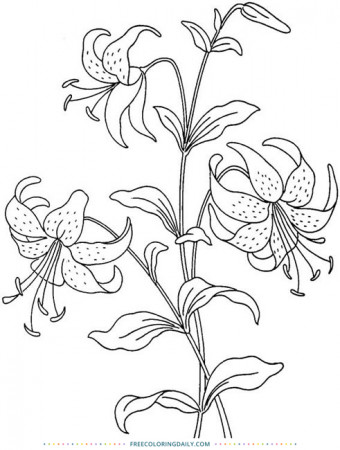 Free Easter Lily Coloring | Free Coloring Daily