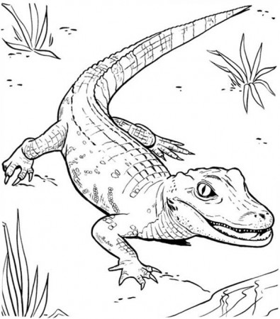Caiman Crocodile Coloring Pages - Get Coloring Pages