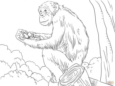 Coloriage - Chimpanz� commun | Coloriages � imprimer gratuits | Monkey coloring  pages, Animal coloring pages, Monster coloring pages
