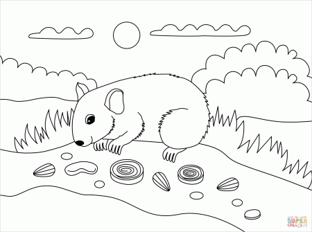 Hamster coloring page | Free Printable Coloring Pages