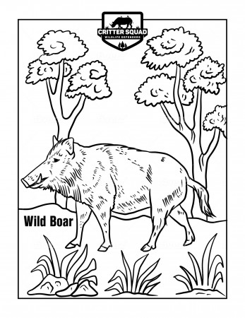 Wild Boar Coloring Page - C.S.W.D