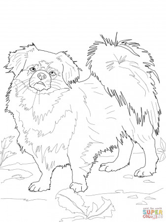 Tibetan Spaniel coloring page | Free Printable Coloring Pages