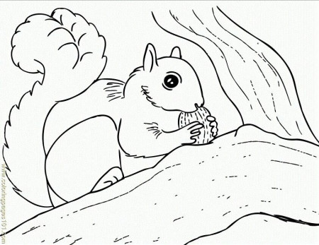 free printable coloring image Squirrel With Walnut 650x841 | Squirrel coloring  page, Animal quilts, Coloring pages