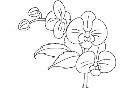 Orchid Coloring Pages - Best Coloring Pages For Kids