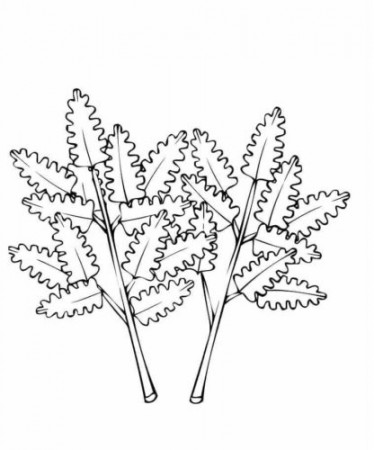 40 Free Leaf Coloring Pages Printable