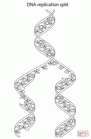 DNA Replication Split coloring page | Free Printable Coloring Pages