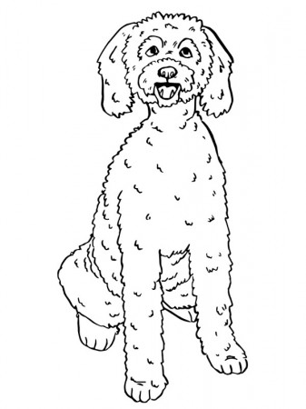 Labradoodle Coloring Page - Funny Coloring Pages