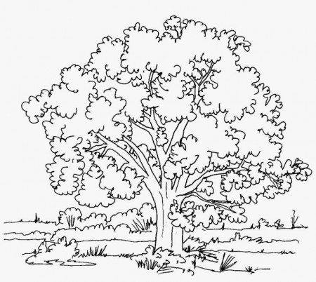 Nature Drawing - Realistic Tree Coloring Pages PNG Image | Transparent PNG  Free Download on SeekPNG