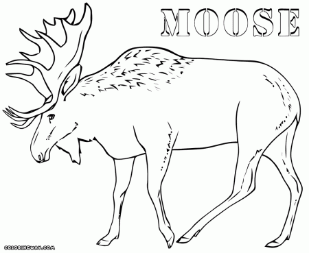Moose coloring pages | Coloring pages to download and print