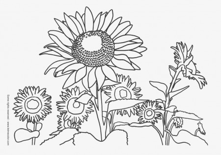 Van Gogh Coloring Pages | Coloring Pages