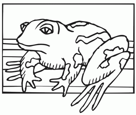 Frog Coloring Page | Frog Sitting Still