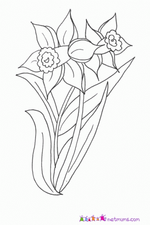 Welsh Daffodils Colouring Pages Id 105413 Uncategorized Yoand 