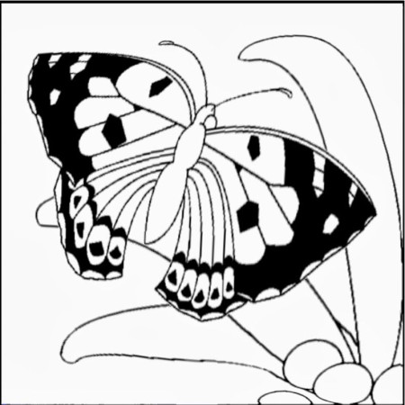 Origami n' Stuff 4 Kids: Coloring: Kamehameha Butterfly, State 