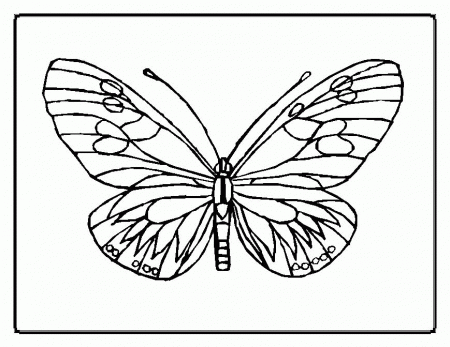 eric carle butterfly coloring page : Printable Coloring Sheet 