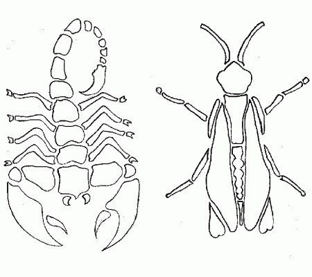 Scorpion + Grasshopper Designs by michi-no on deviantART