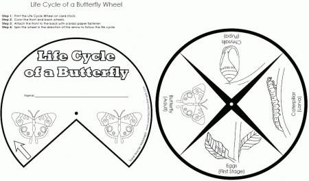 Butterfly life cycle coloring page