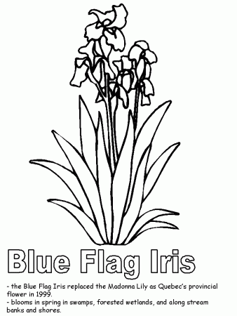 Blue Flag Iris coloring page
