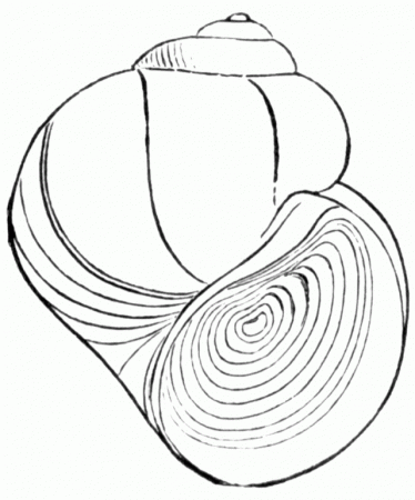 Pond Snail Coloring Page | Online Coloring Pages