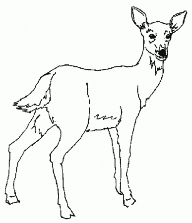 Animals Deer print coloring pages. 19