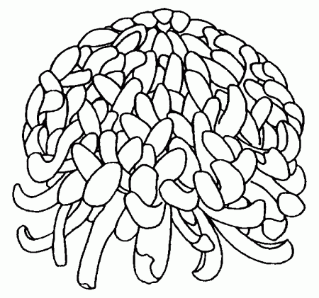 Class 1 Irregular Incurve | National Chrysanthemum Society, USA