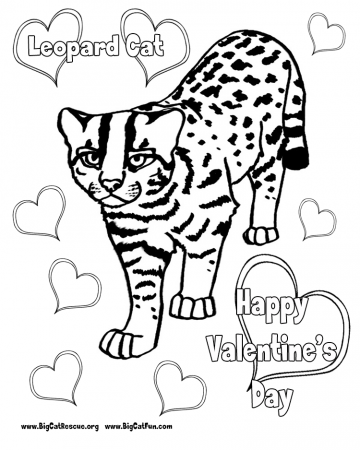 valentines-leopard-cat.png