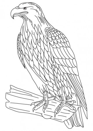 wedge-tailed eagle Colouring Pages