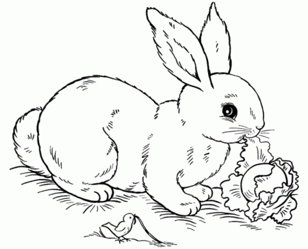 Bunny Coloring Pages For Kids 303 | Free Printable Coloring Pages