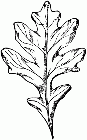 Oak Leaves Drawing | Clipart Panda - Free Clipart Images
