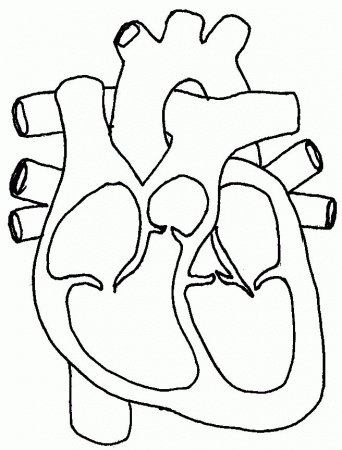 Circulatory System Diagram For Kids | Medical Anatomy