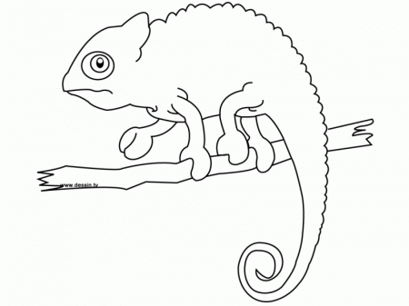 Chameleon Coloring Page - HD Printable Coloring Pages
