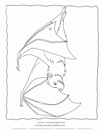 Bat Coloring Pages Fruit Bat Pictures, Free to Print Bat Family 