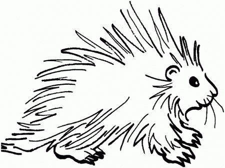 Porcupine Printable Coloring Pages