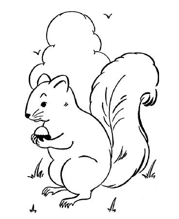 Squirrel Coloring Book | Coloring