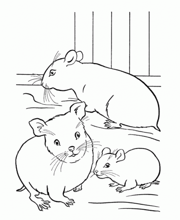 Hamster Coloring Pages For Kids - Free Printable Coloring Pages 