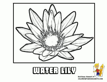 Coloring Flower Picture | Lily | Free | Flower Coloring Page 