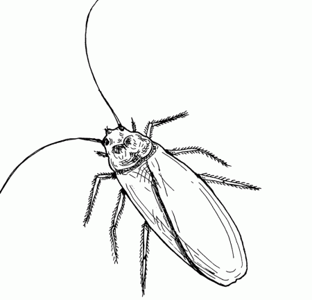 cucarachas Colouring Pages (page 2)