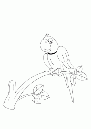 Birds Coloring Book Pages | Color Parrot