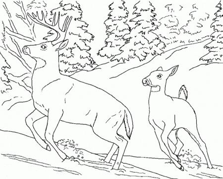Coloring Pages For Animals | Top Coloring Pages