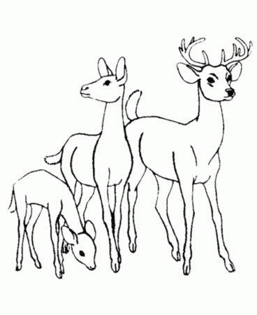 Baby Animals Coloring Pages To Kids