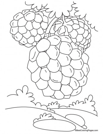 Custard apple on tree coloring pages | Download Free Custard apple 