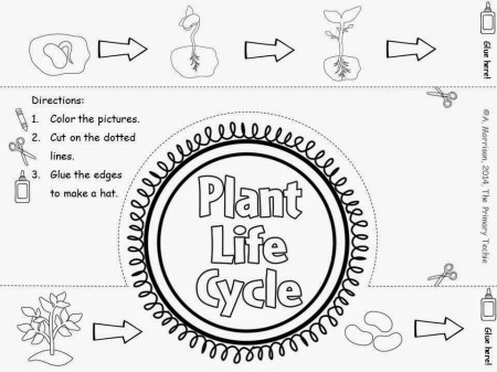 The Primary Techie: Plants, First Grade Time Lapse Photography 