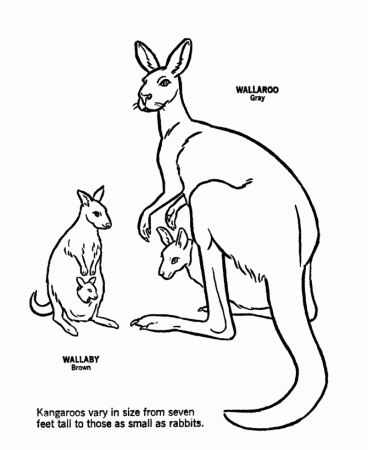 Kangaroo Coloring Sheets | Coloring Pages