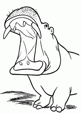 Animals Wonderful Hippo Coloring Pages 670 X 820 21 Kb Gif 