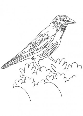 Common flicker Colouring Pages (page 2)