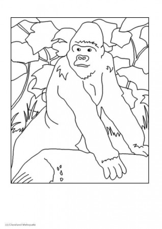 Coloring page gorilla - img 5729.